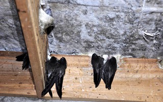 Những ngôi nhà yến tiền tỉ ở Quảng Ngãi